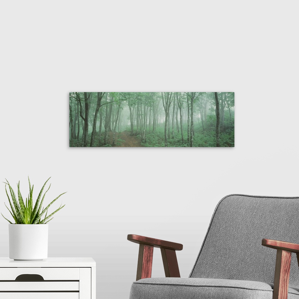A modern room featuring This decorative accent is a path way through a misty wood of young trees on a panoramic landscape...