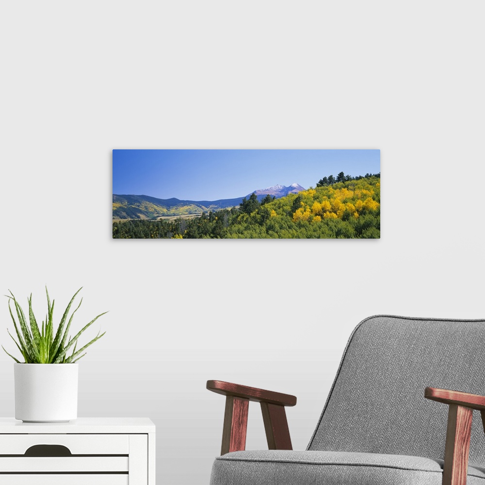 A modern room featuring Forest on a mountain, Mt. Lindsay, Huerfano River Basin, Sangre De Cristo Mountains, Aspen, Colorado