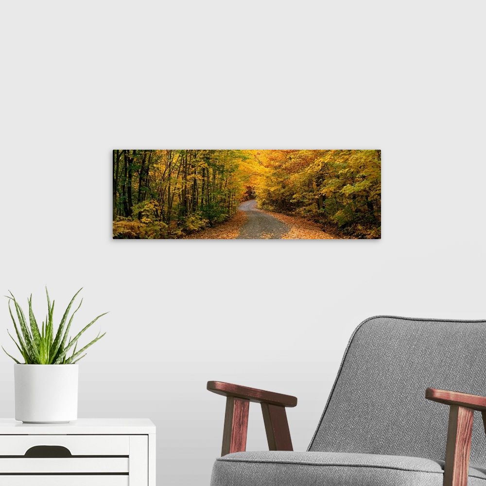 A modern room featuring Panoramic picture taken of a winding road through a thick forest during autumn with trees lining ...