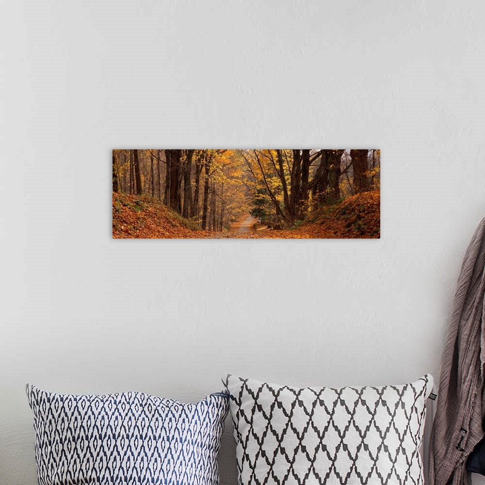 A bohemian room featuring Panoramic photograph taken of a road covered with autumn leaves and lined on either side with trees.