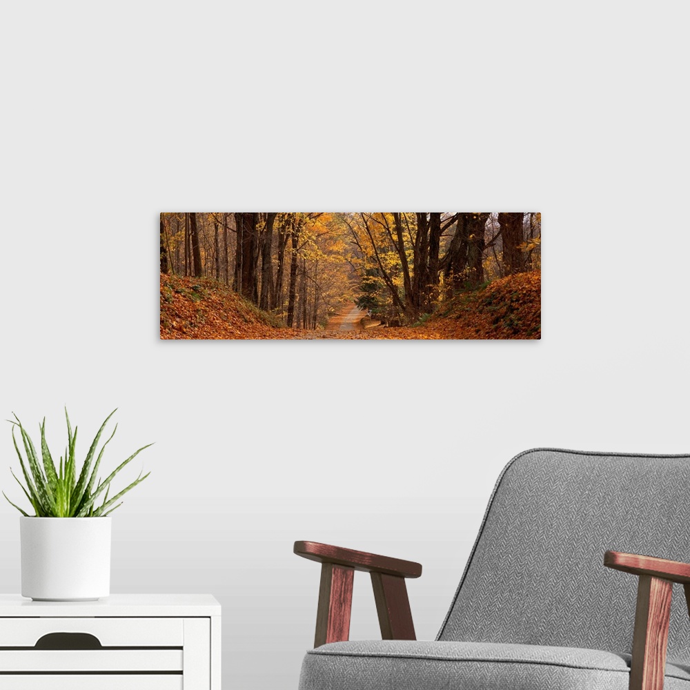 A modern room featuring Panoramic photograph taken of a road covered with autumn leaves and lined on either side with trees.
