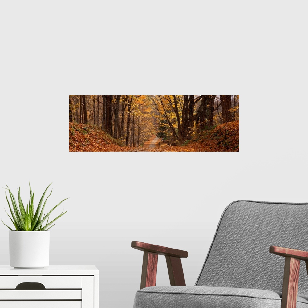 A modern room featuring Panoramic photograph taken of a road covered with autumn leaves and lined on either side with trees.