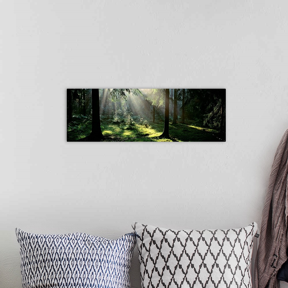 A bohemian room featuring This is panoramic wall art for the home or office of a photograph of an opening in the forest can...