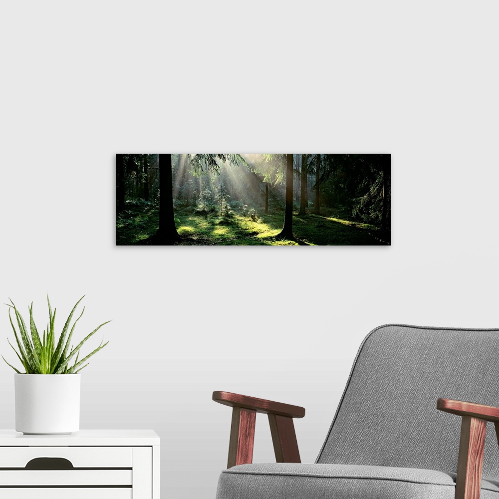 A modern room featuring This is panoramic wall art for the home or office of a photograph of an opening in the forest can...