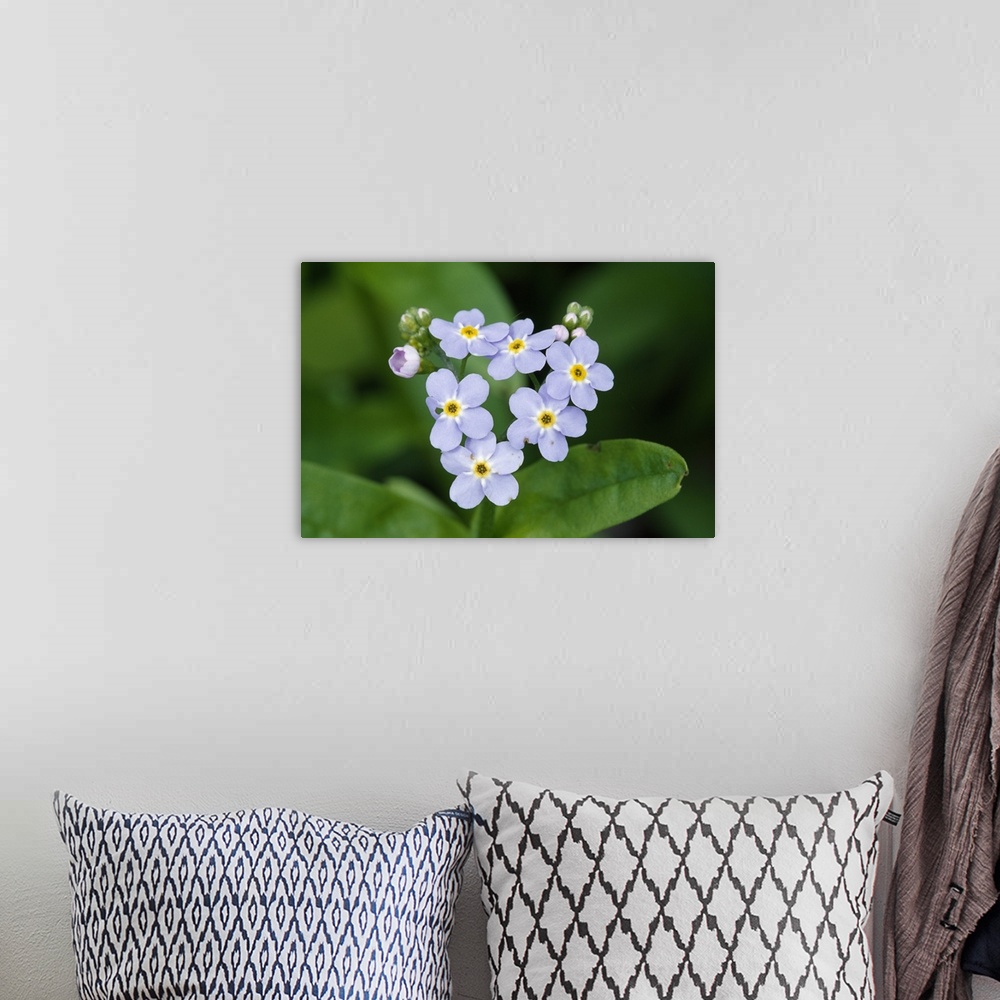 A bohemian room featuring Forget-me-not flowers (Myosotis scorpioides) blooming, selective focus, New York