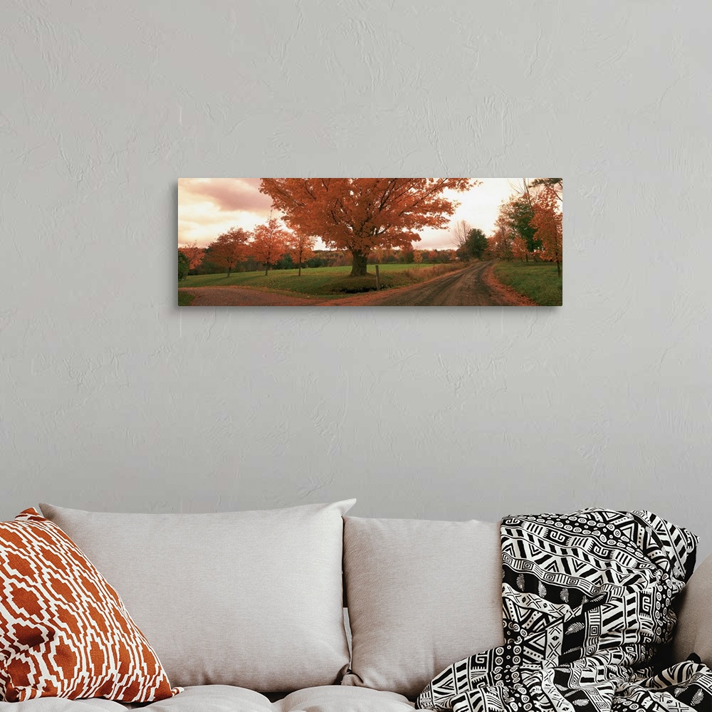 A bohemian room featuring This is a panoramic photograph of a convergence of two roads under a tree in a field at autumn.