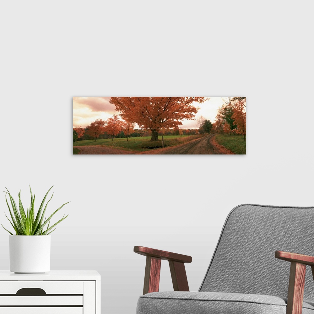 A modern room featuring This is a panoramic photograph of a convergence of two roads under a tree in a field at autumn.