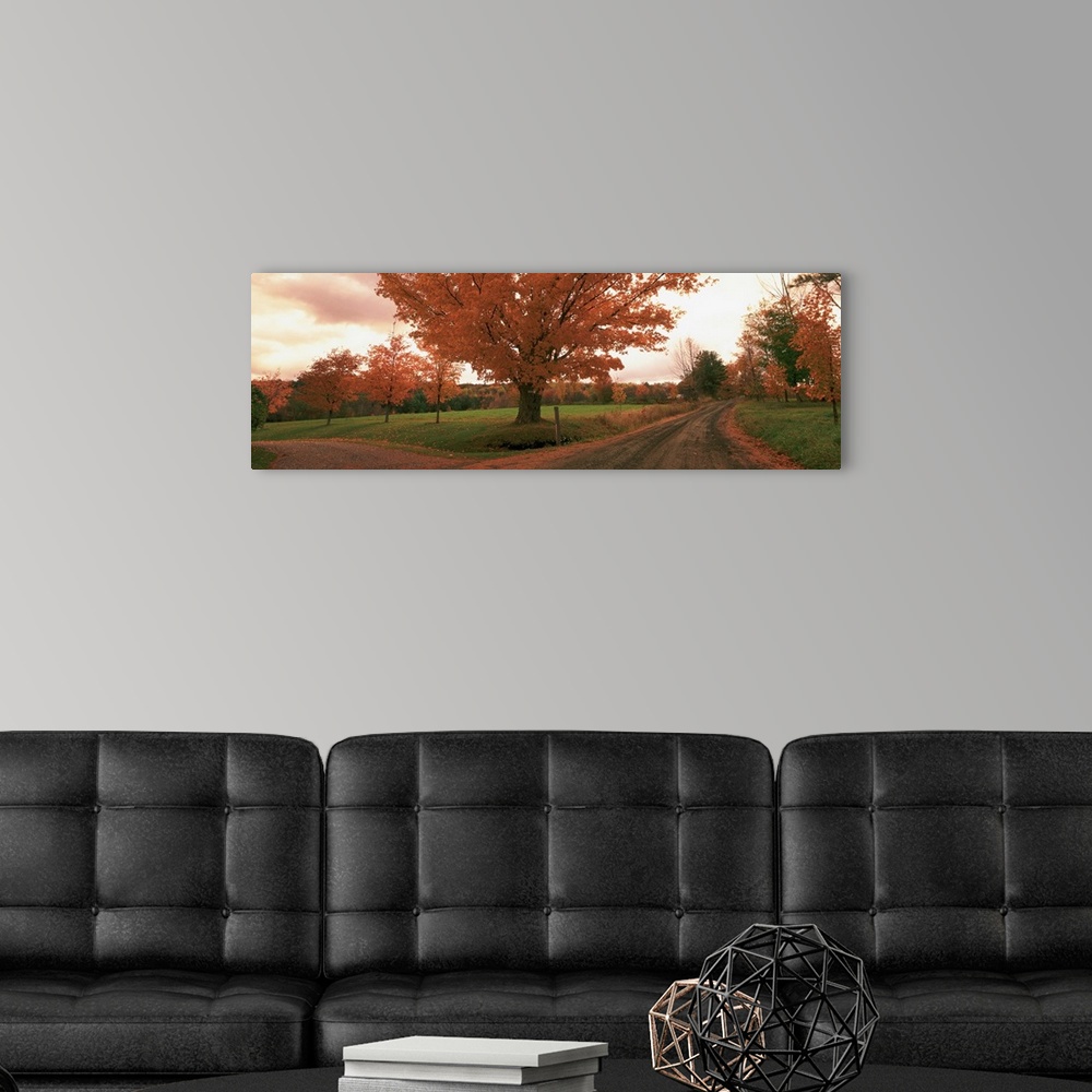 A modern room featuring This is a panoramic photograph of a convergence of two roads under a tree in a field at autumn.