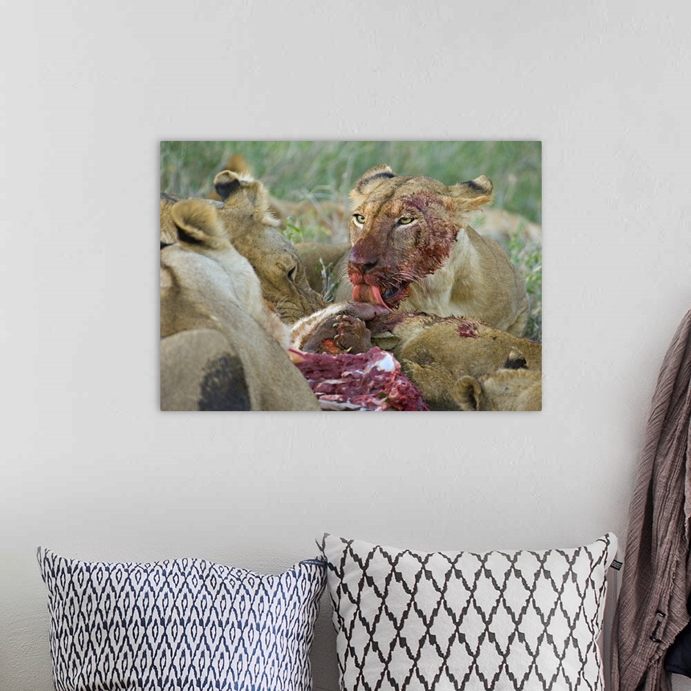A bohemian room featuring Four lioness eating a kill, Ngorongoro Conservation Area, Arusha Region, Tanzania (Panthera leo)