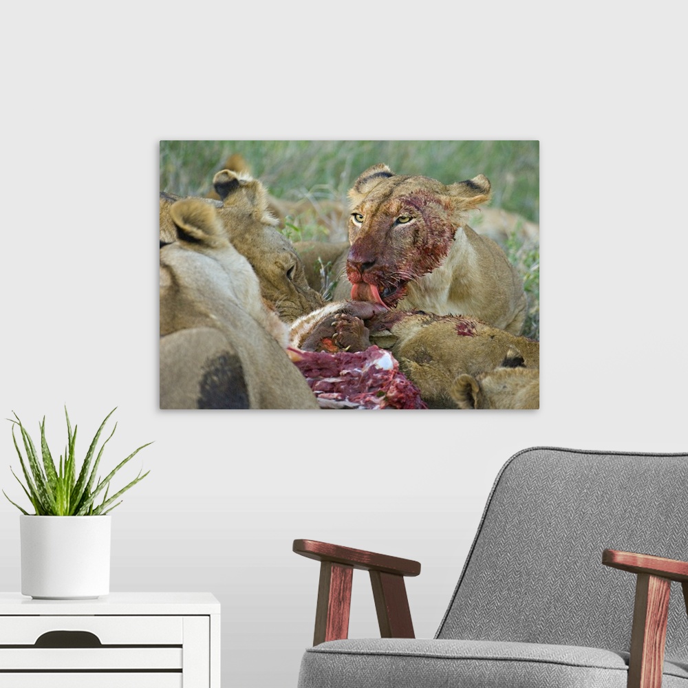 A modern room featuring Four lioness eating a kill, Ngorongoro Conservation Area, Arusha Region, Tanzania (Panthera leo)