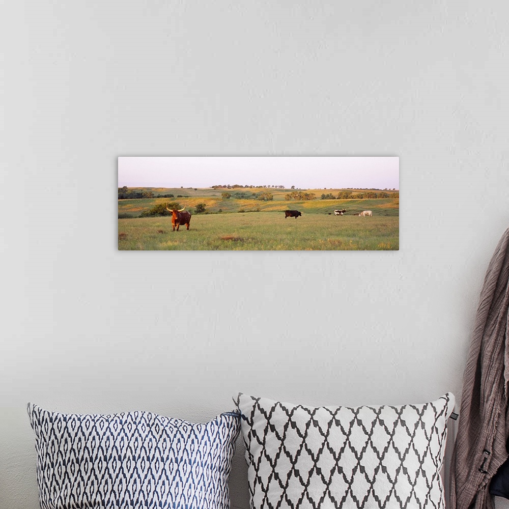 A bohemian room featuring Four Texas Longhorn cattle grazing in a field, Kansas