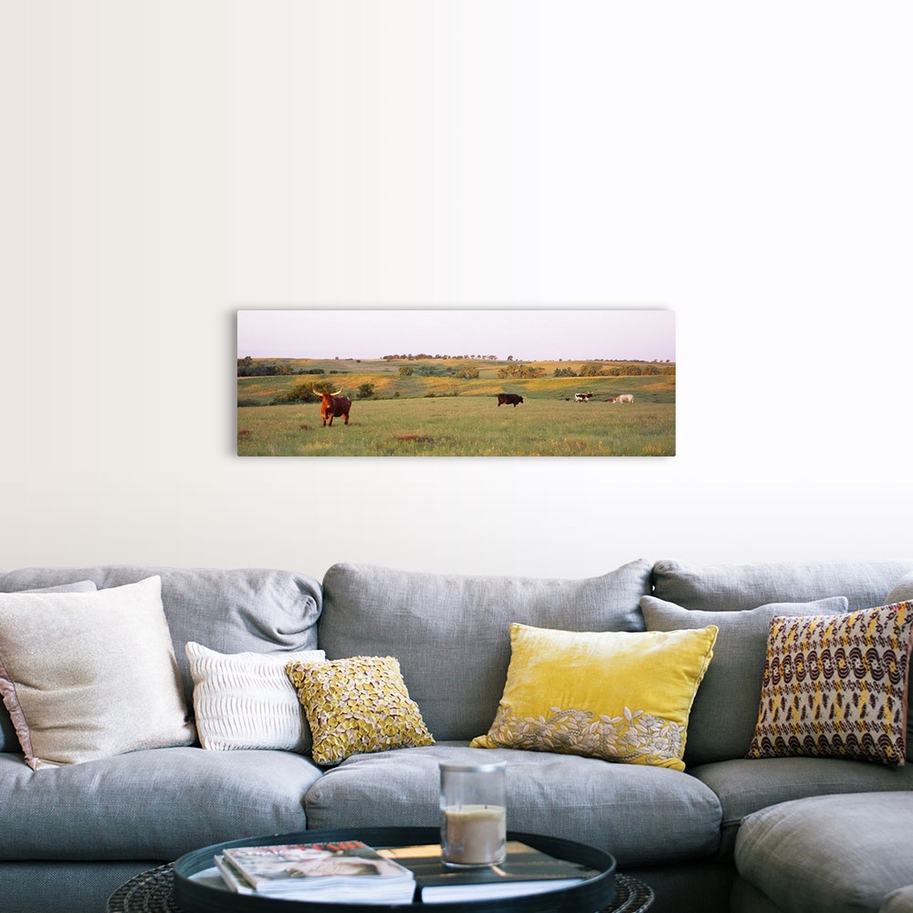 A farmhouse room featuring Four Texas Longhorn cattle grazing in a field, Kansas