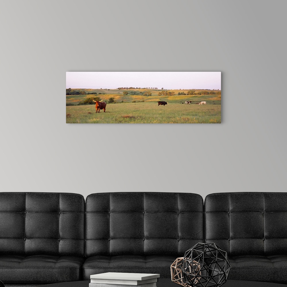 A modern room featuring Four Texas Longhorn cattle grazing in a field, Kansas