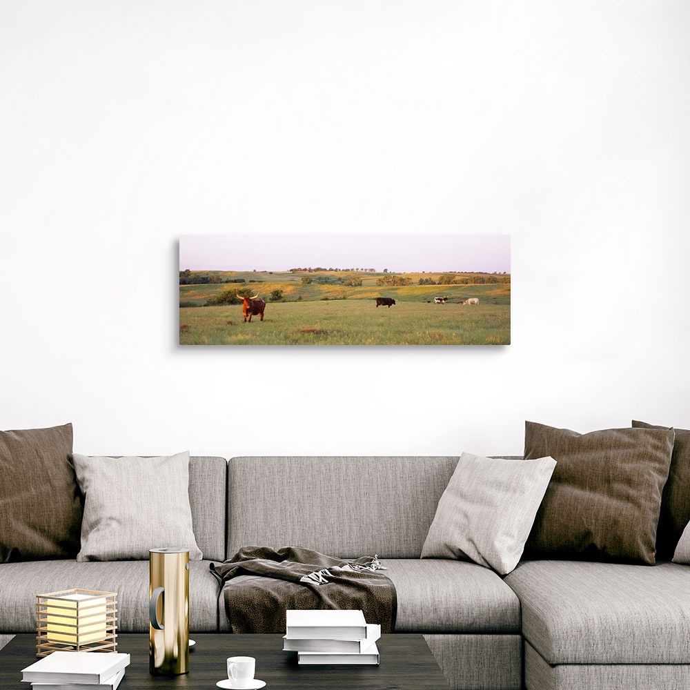 A traditional room featuring Four Texas Longhorn cattle grazing in a field, Kansas