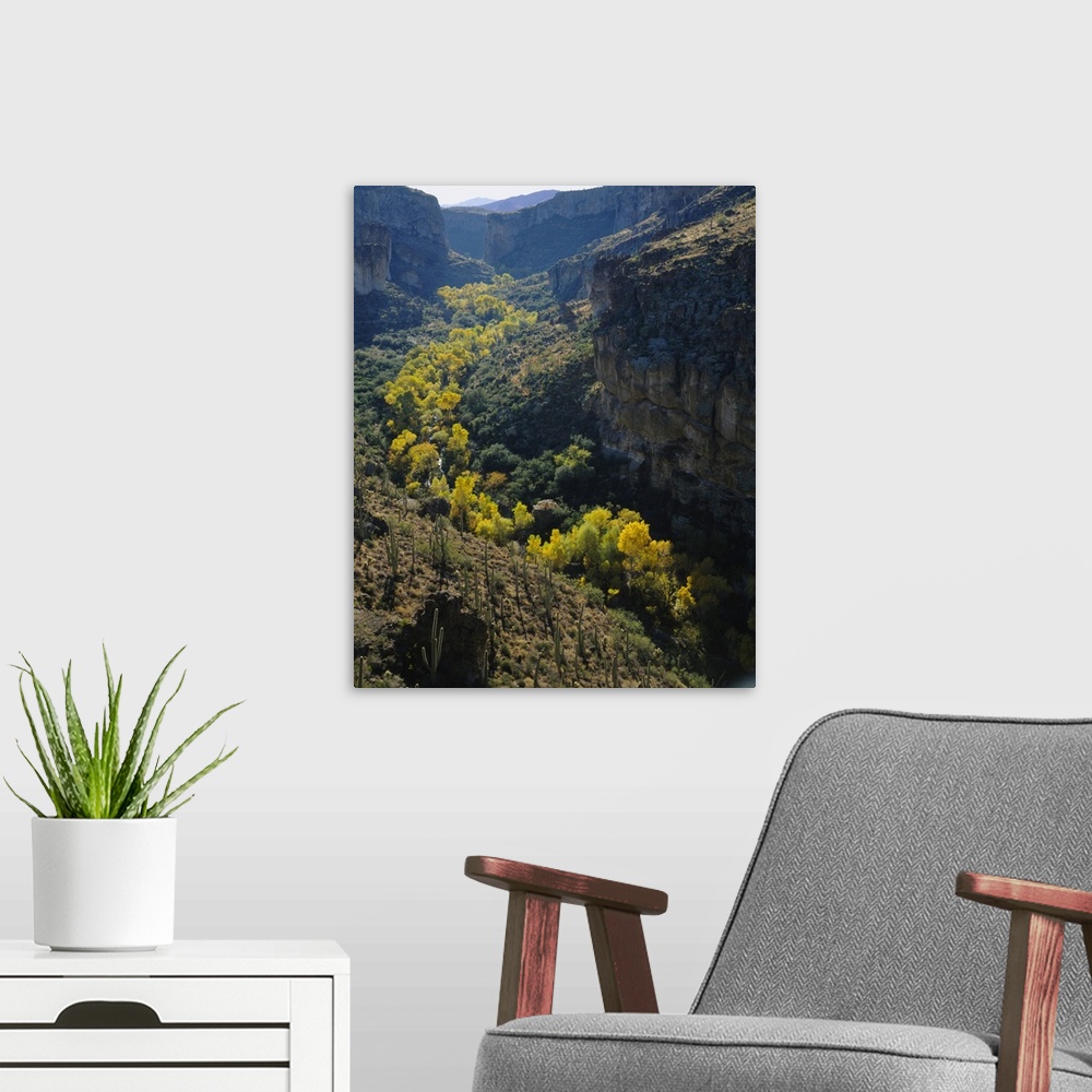 A modern room featuring Fremont Cottonwood (Populus fremontii) trees in a forest, Arnett Creek, Tonto National Forest, Pi...