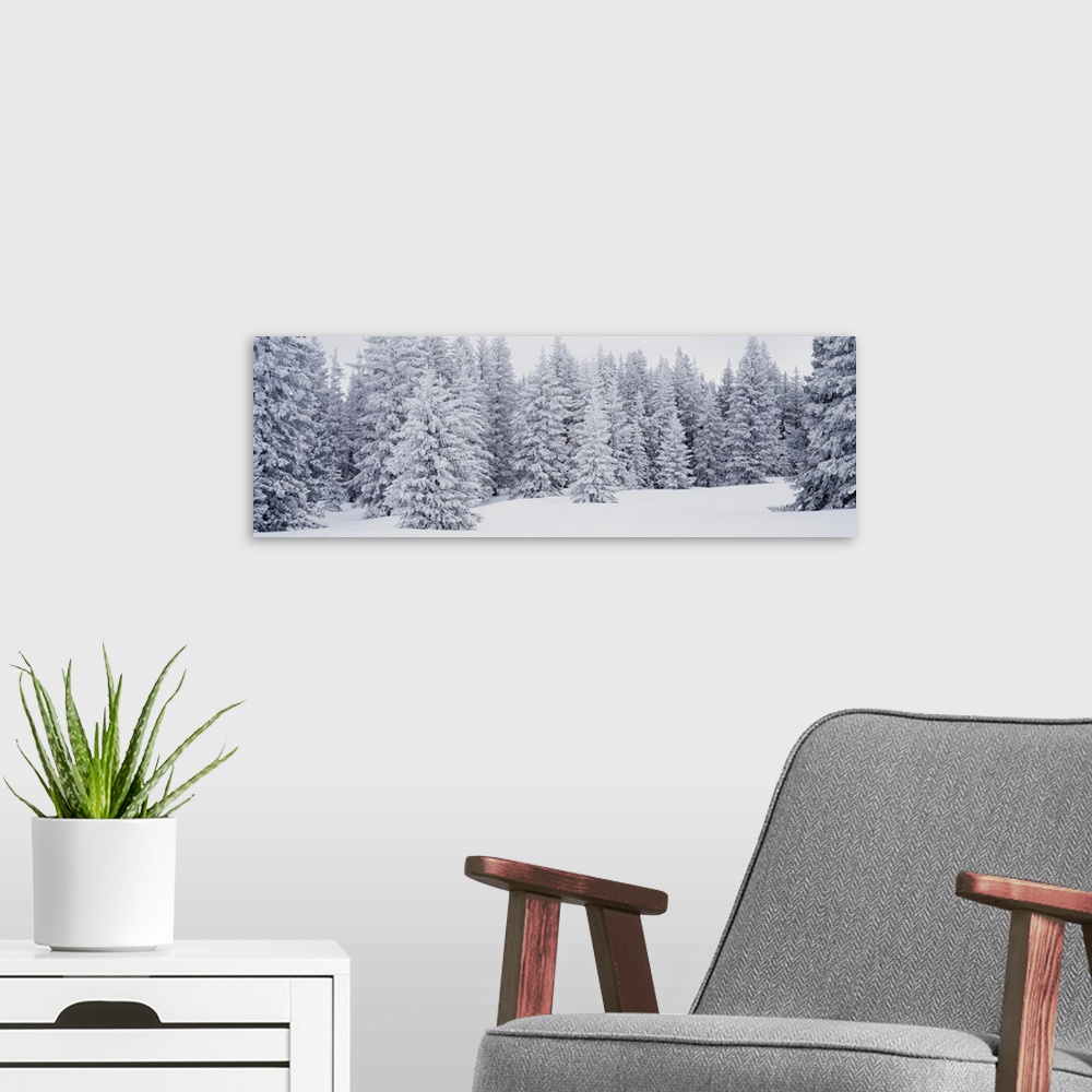 A modern room featuring A panoramic shot of a dense pine forest that is blanketed with snow.