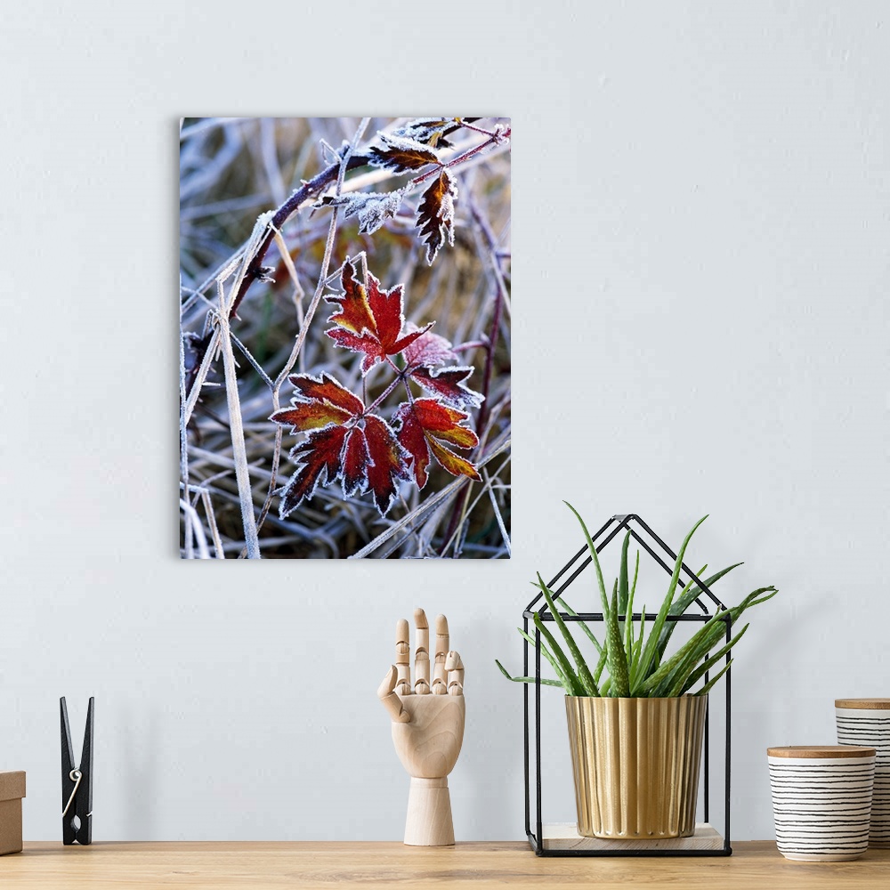 A bohemian room featuring Frost On Autumn Color Evergreen Blackberry Bush Leaves