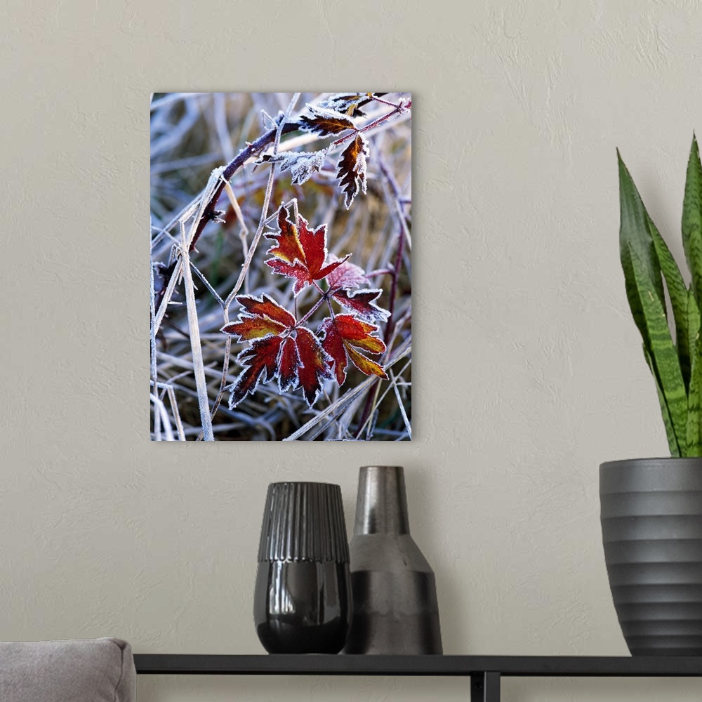 A modern room featuring Frost On Autumn Color Evergreen Blackberry Bush Leaves