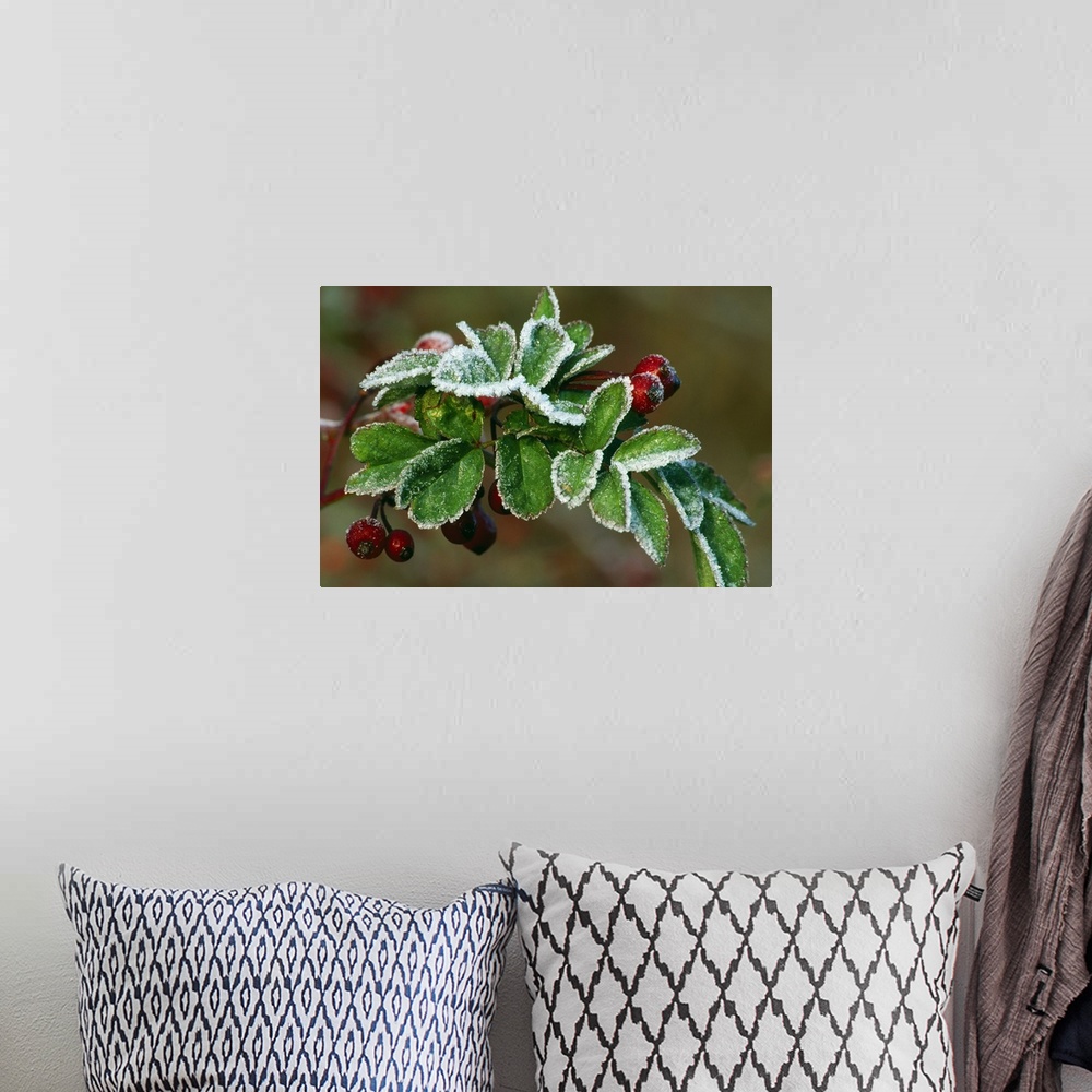 A bohemian room featuring Large landscape photograph of frost covering the green leaves of a multiflora rose plant with red...