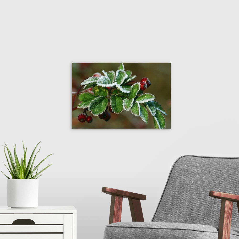 A modern room featuring Large landscape photograph of frost covering the green leaves of a multiflora rose plant with red...