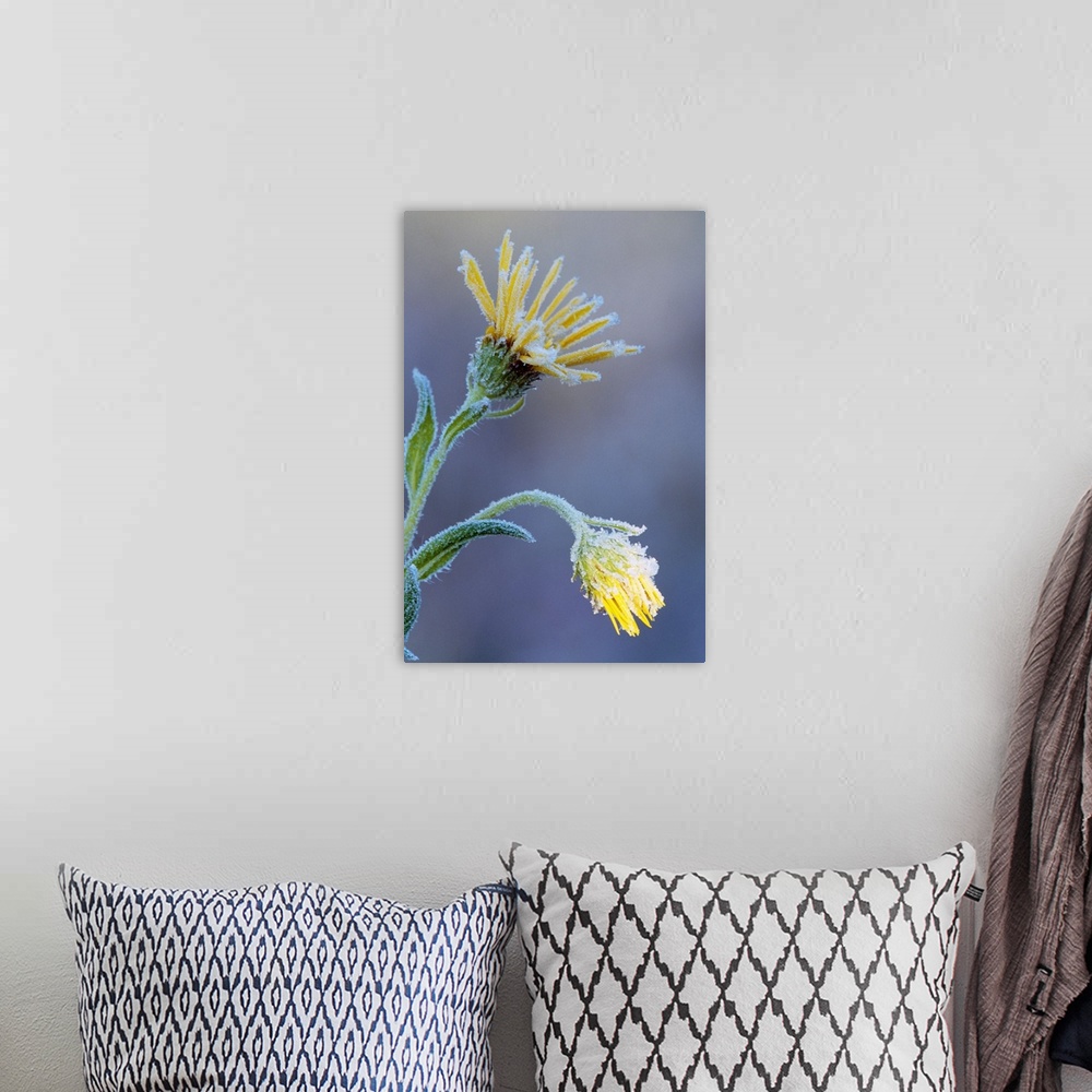 A bohemian room featuring Frost on sunflower blossoms, soft focus close up, Michigan