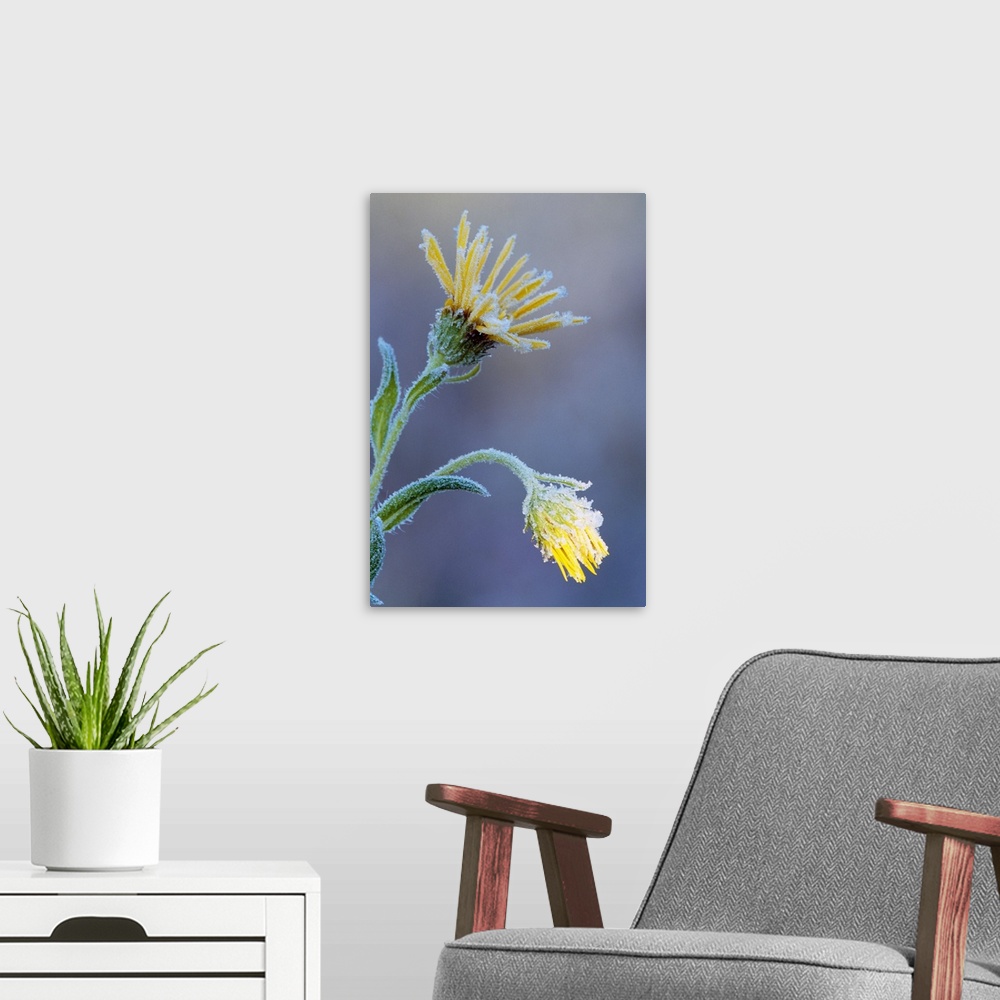 A modern room featuring Frost on sunflower blossoms, soft focus close up, Michigan
