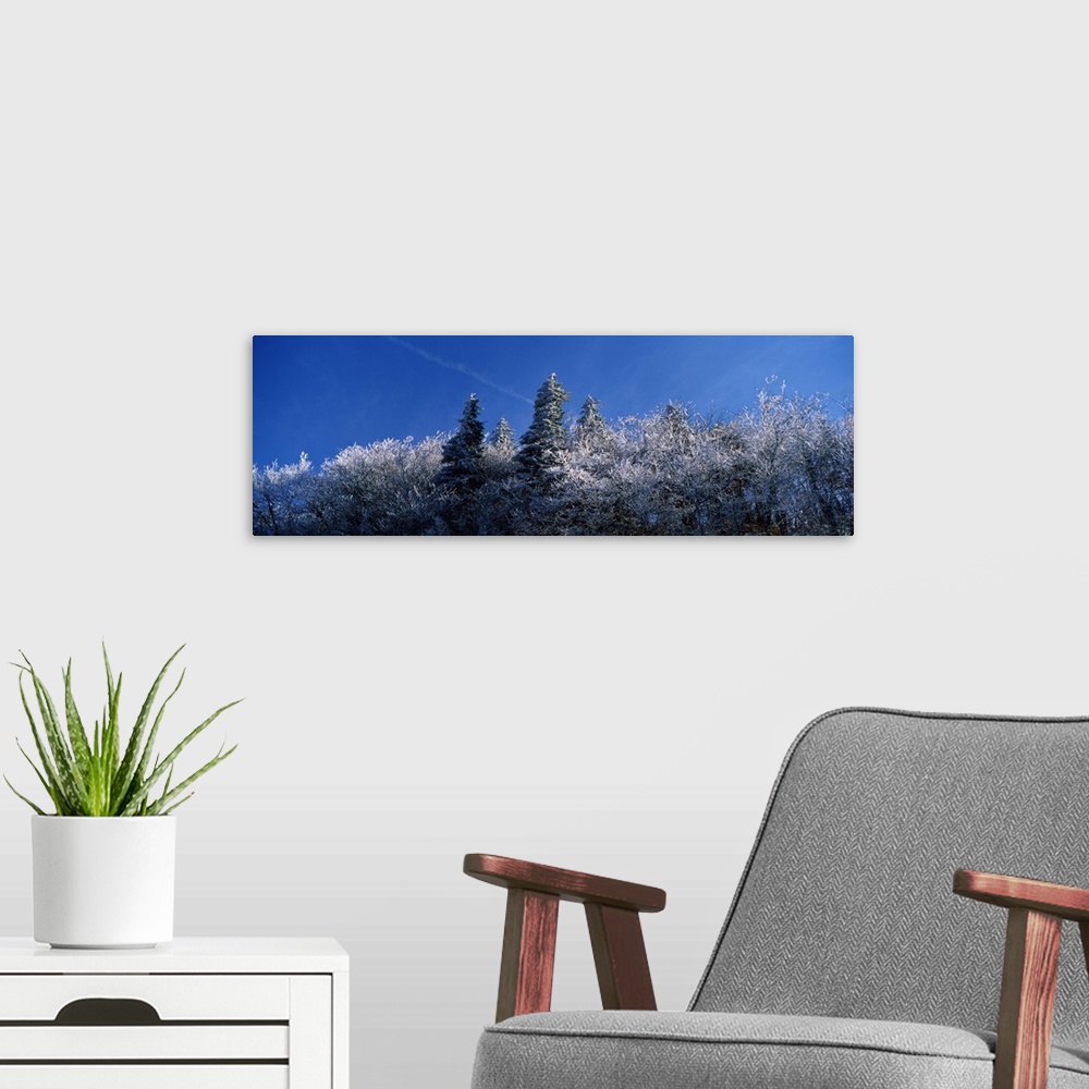A modern room featuring Frost on trees, Great Smoky Mountains National Park, Tennessee,
