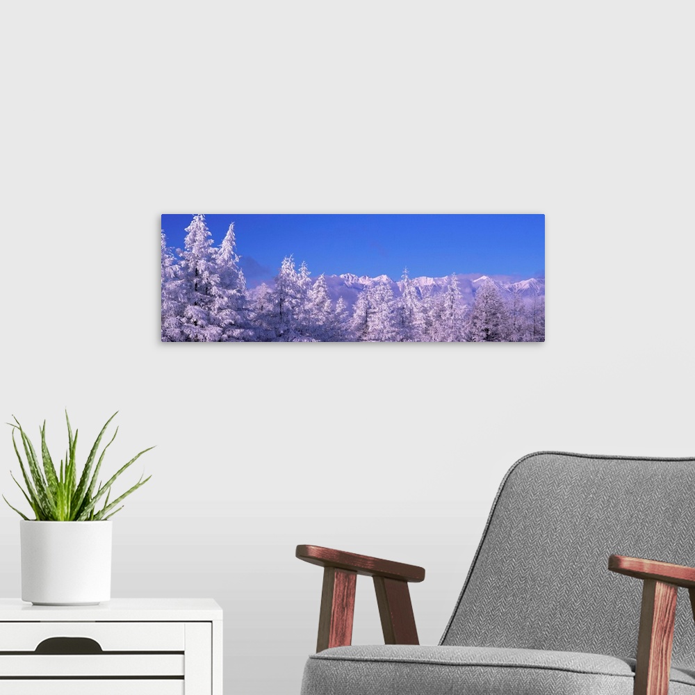 A modern room featuring Frost on Trees Northern Alps (Matsumoto ) Nagano Japan