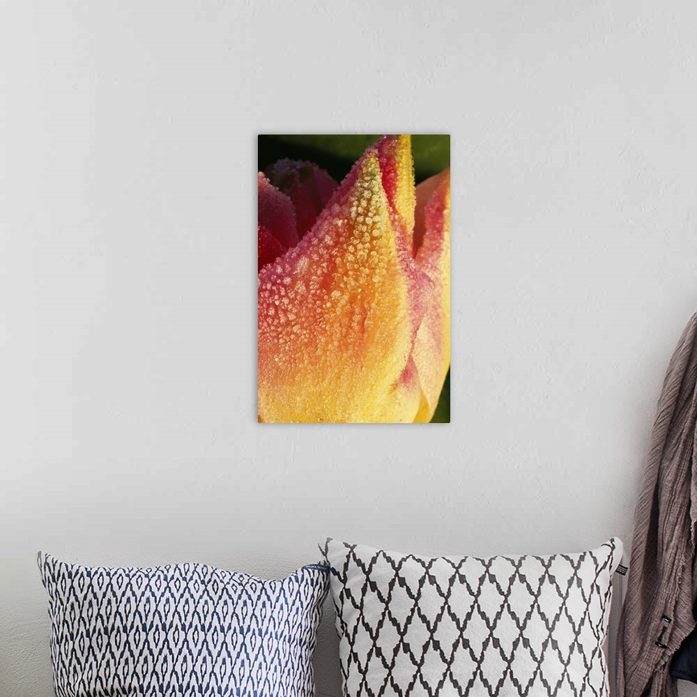 A bohemian room featuring Frost On Tulip Flower