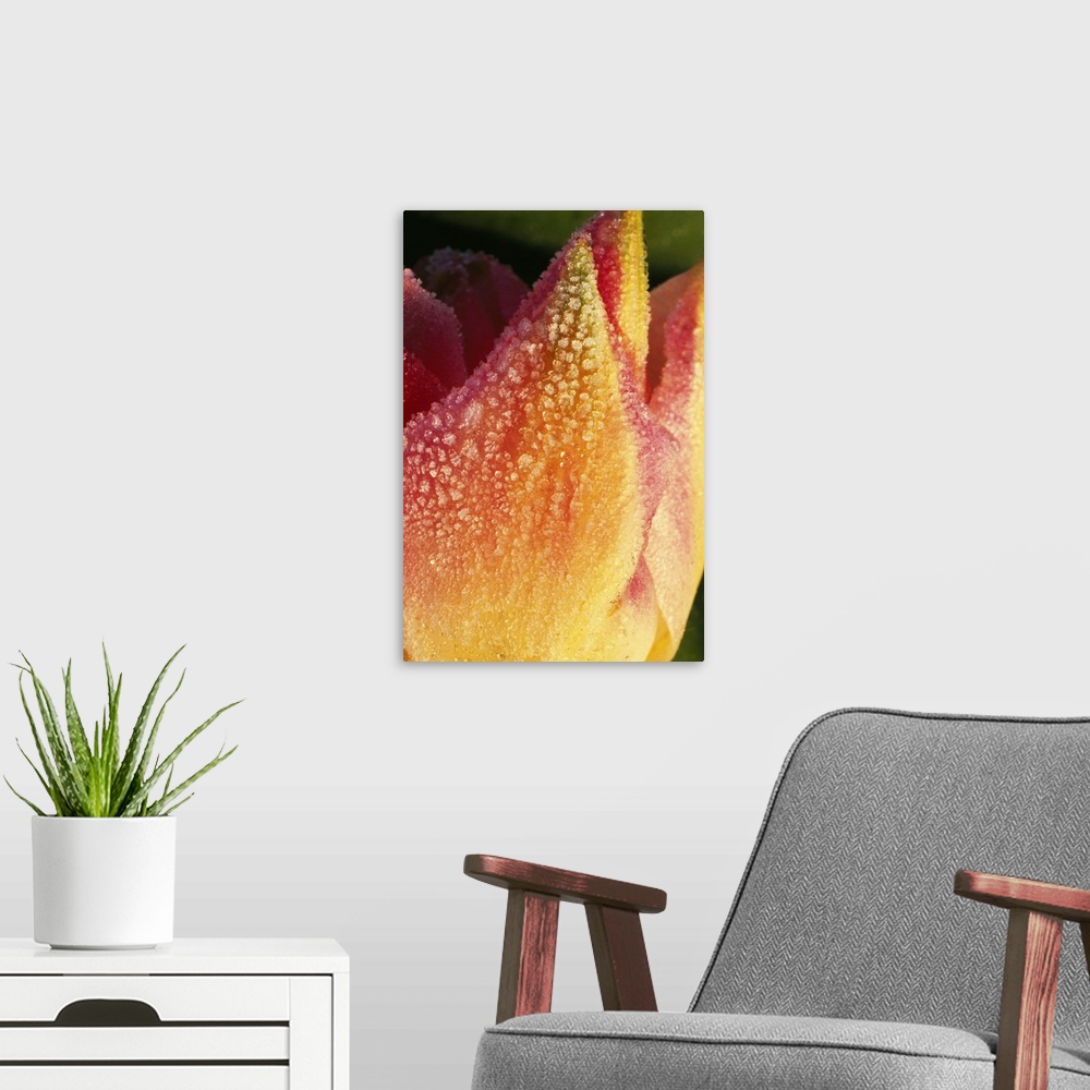 A modern room featuring Frost On Tulip Flower