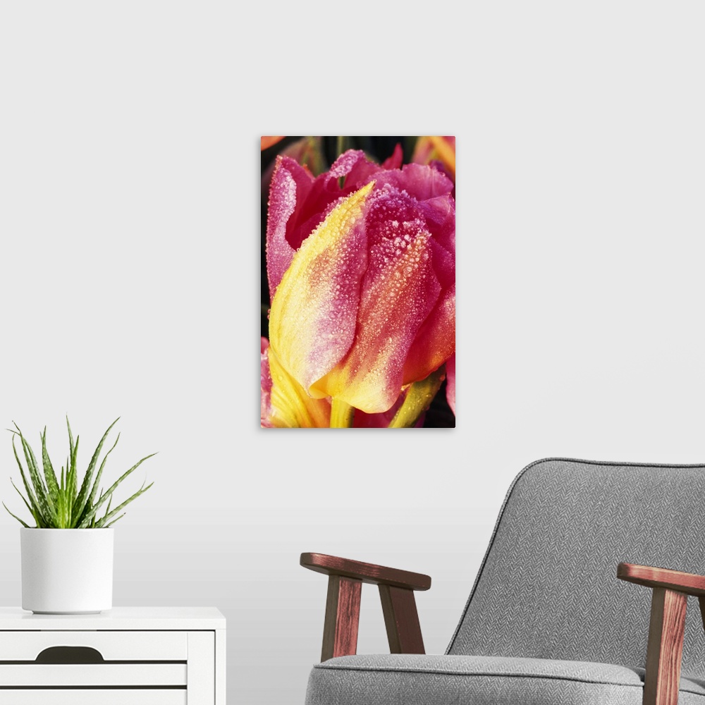 A modern room featuring Vertical, large, close up photograph of a bright tulip, its petals covered in frost.