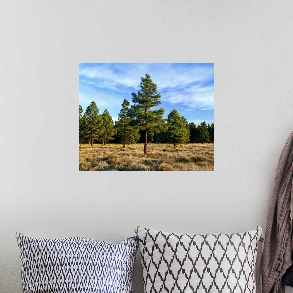 A bohemian room featuring Frosted underbrush in ponderosa pine tree forest, Kaibab National Forest, Arizona
