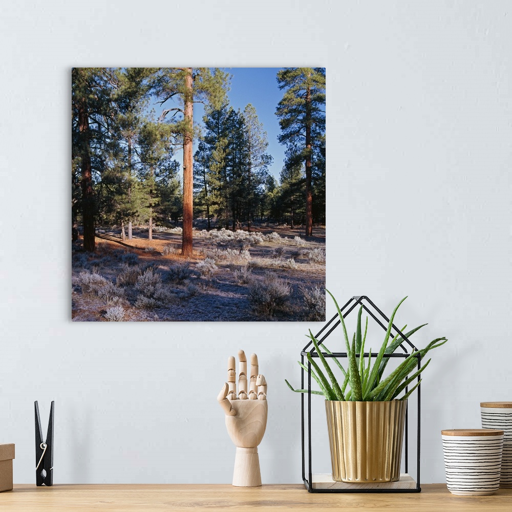 A bohemian room featuring Frosted underbrush in ponderosa pine tree forest, Kaibab National Forest, Arizona