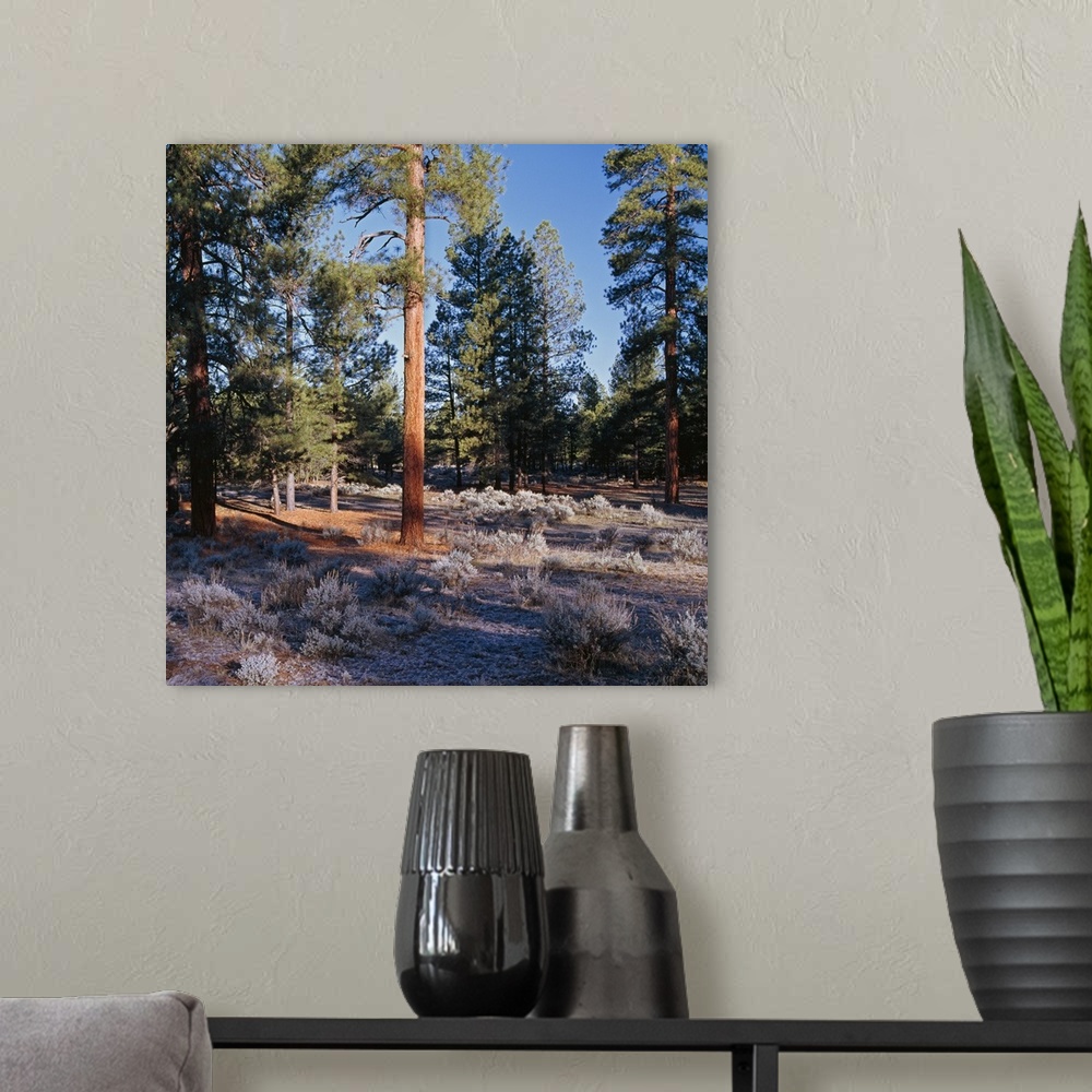 A modern room featuring Frosted underbrush in ponderosa pine tree forest, Kaibab National Forest, Arizona