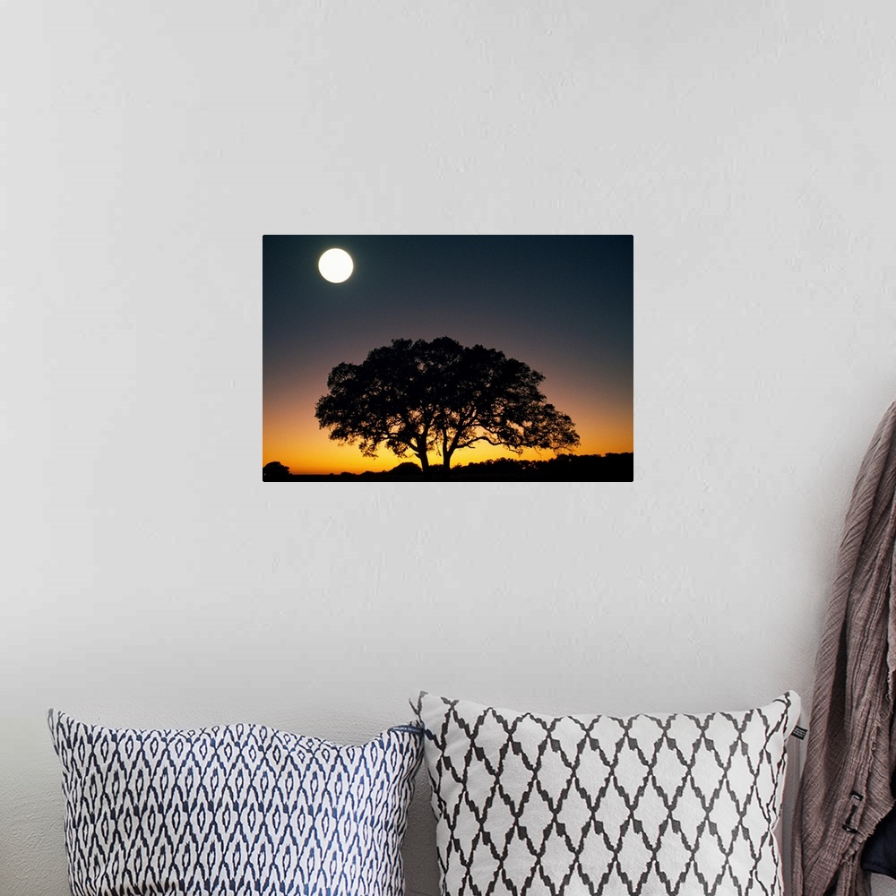 A bohemian room featuring This is a landscape photograph of a lone tree on the ridge of a hill in the evening light.