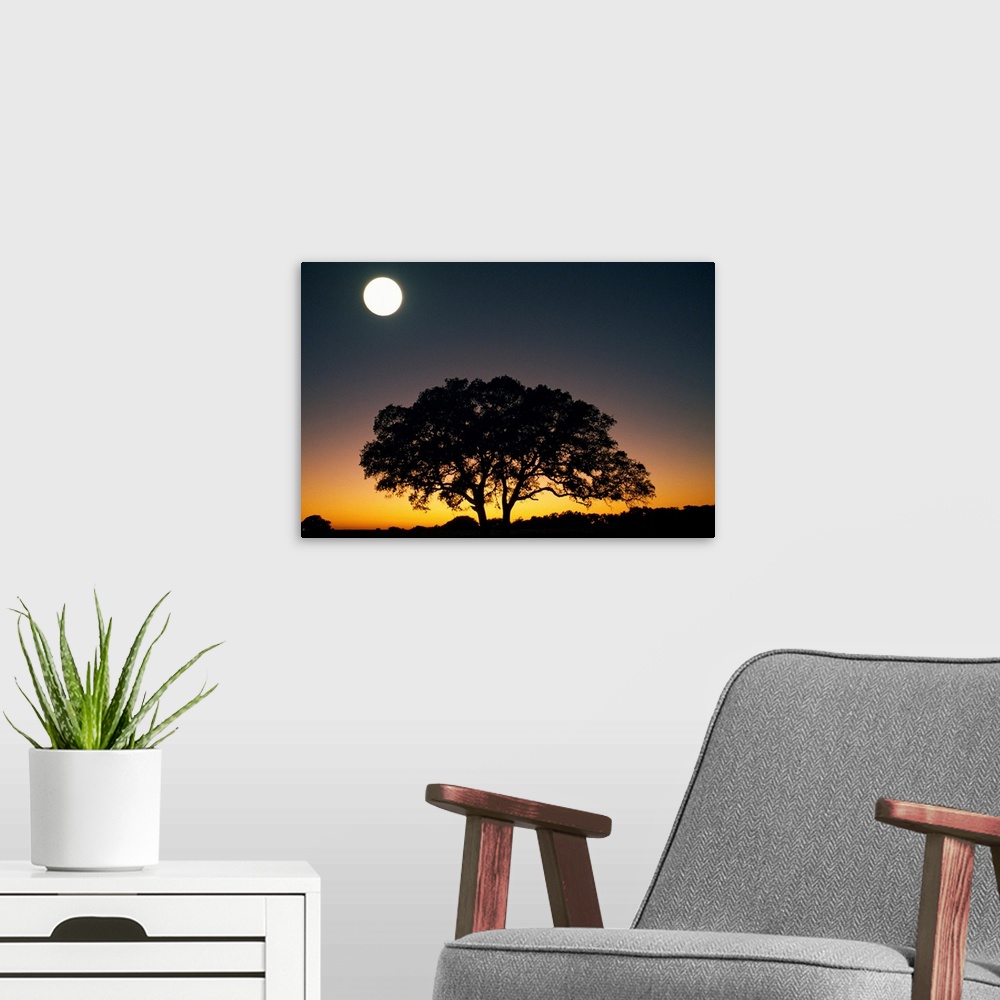 A modern room featuring This is a landscape photograph of a lone tree on the ridge of a hill in the evening light.