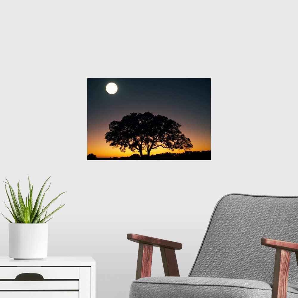 A modern room featuring This is a landscape photograph of a lone tree on the ridge of a hill in the evening light.