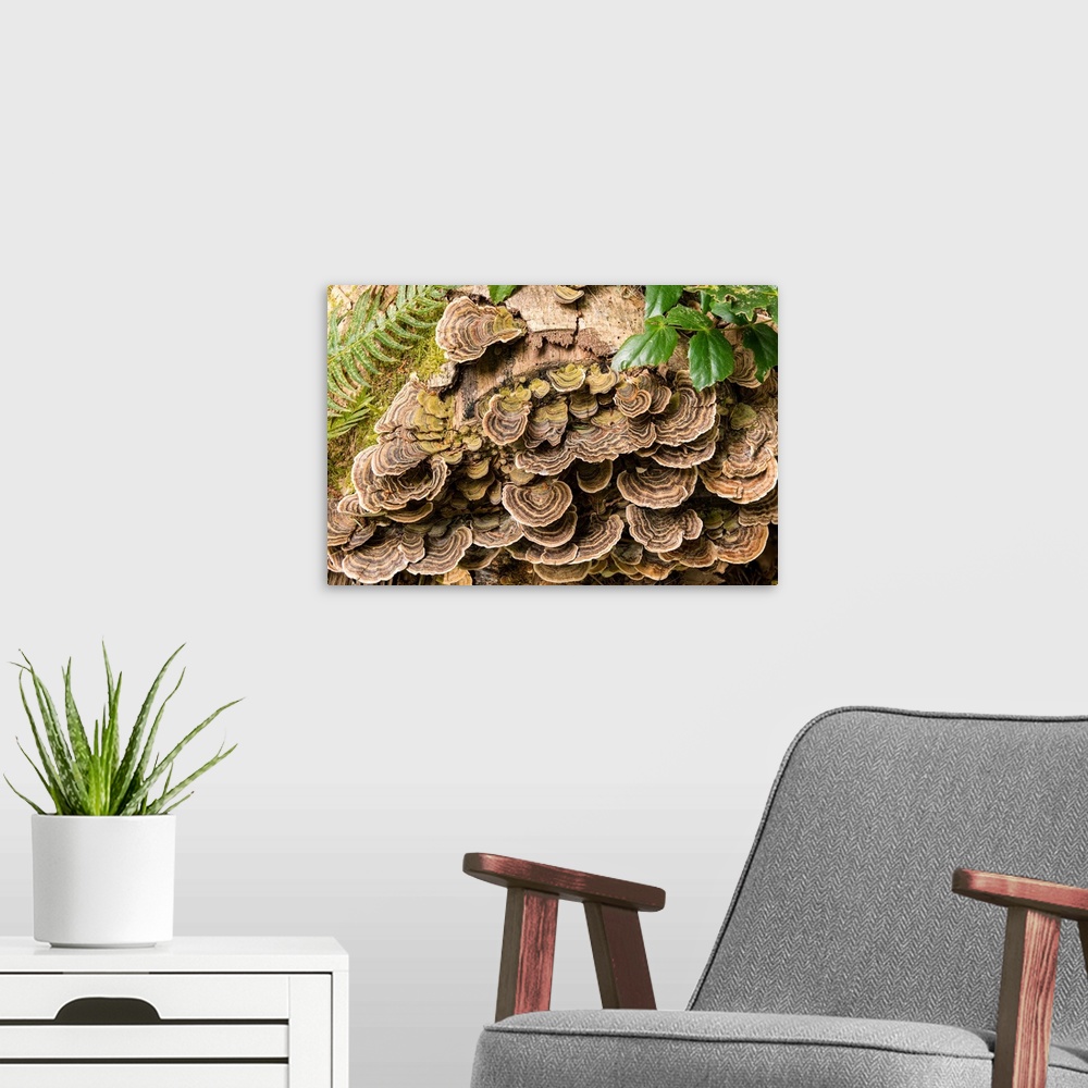 A modern room featuring Fungus growing on fallen tree in rainforest