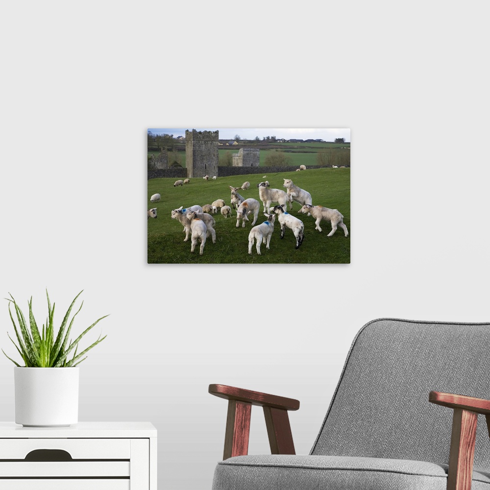 A modern room featuring Gambolling Lambs, Kells Monastry, County Kilkenny, Ireland