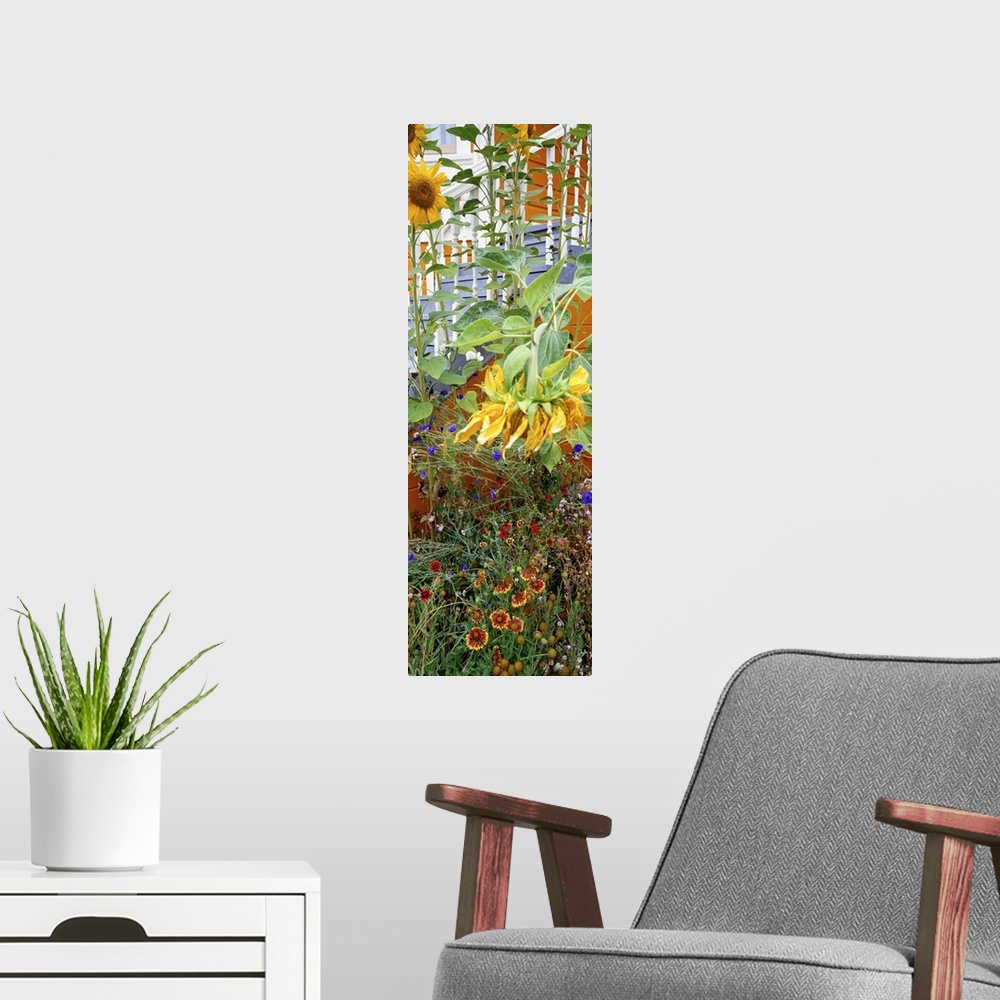 A modern room featuring A panorama vertical piece of a sprouting garden that has tall sunflowers growing from it.