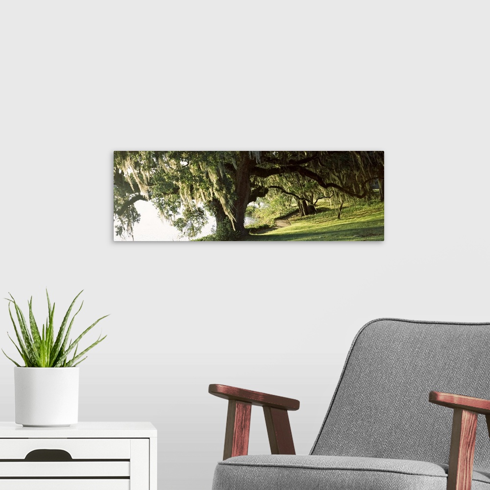 A modern room featuring Panoramic photo of a weeping willow tree in a garden along a river.