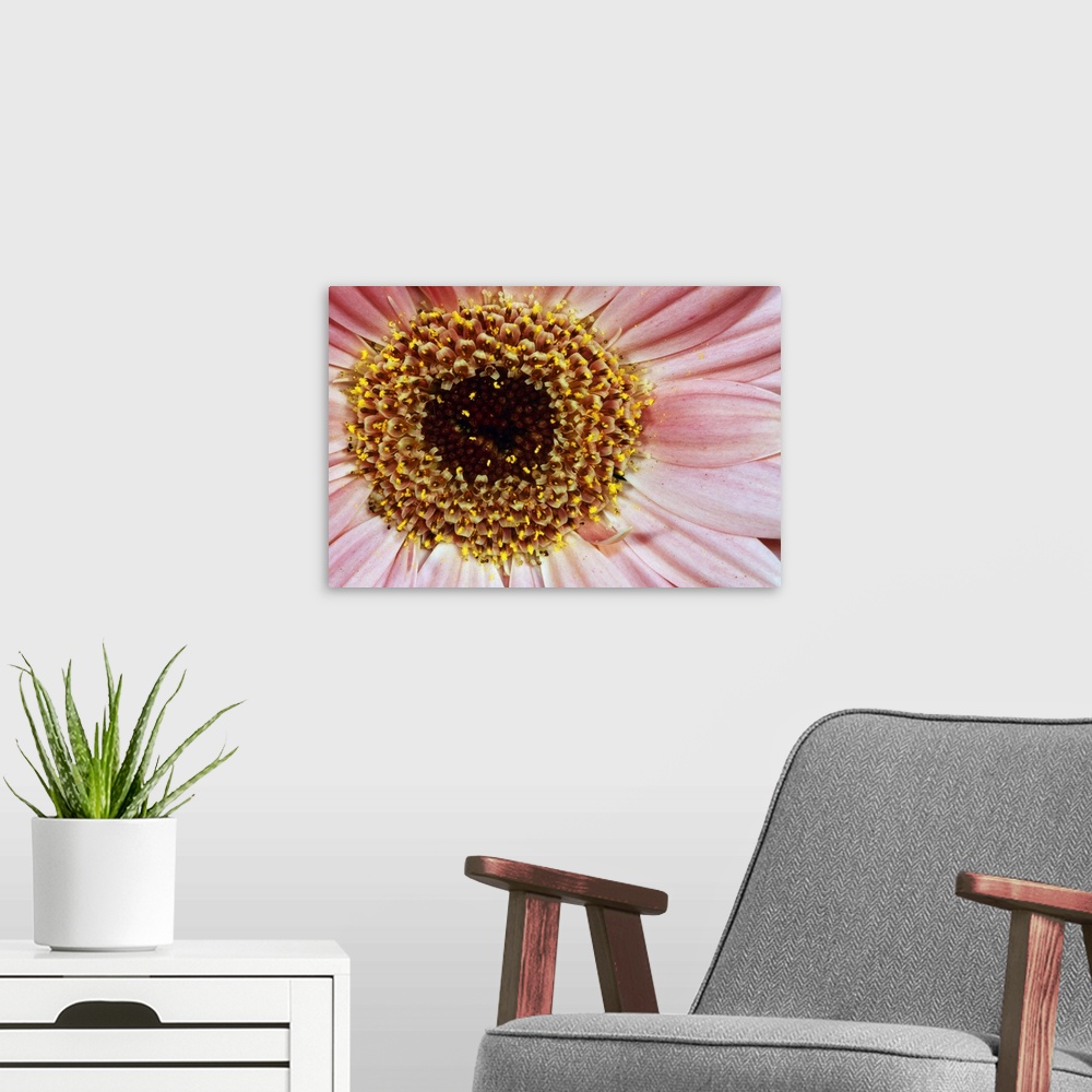 A modern room featuring Gerbera daisy flower blossom, detail.