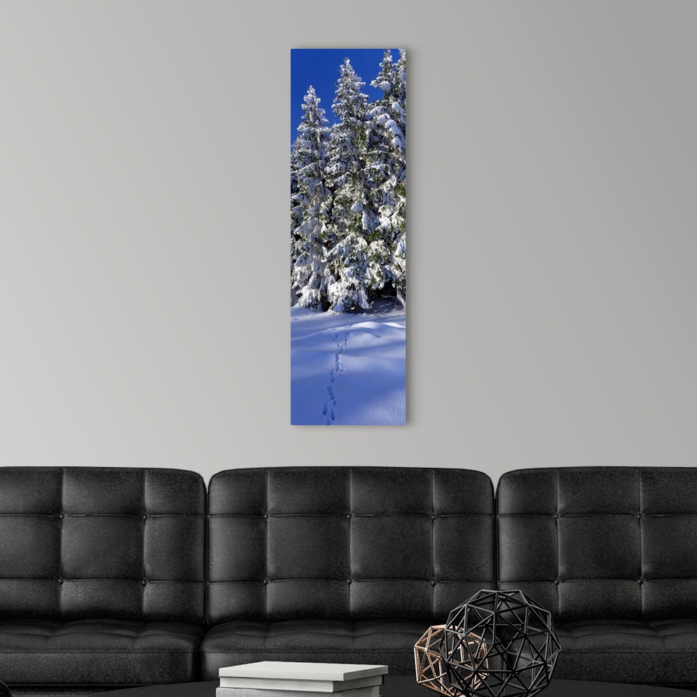 A modern room featuring Germany, trees, winter