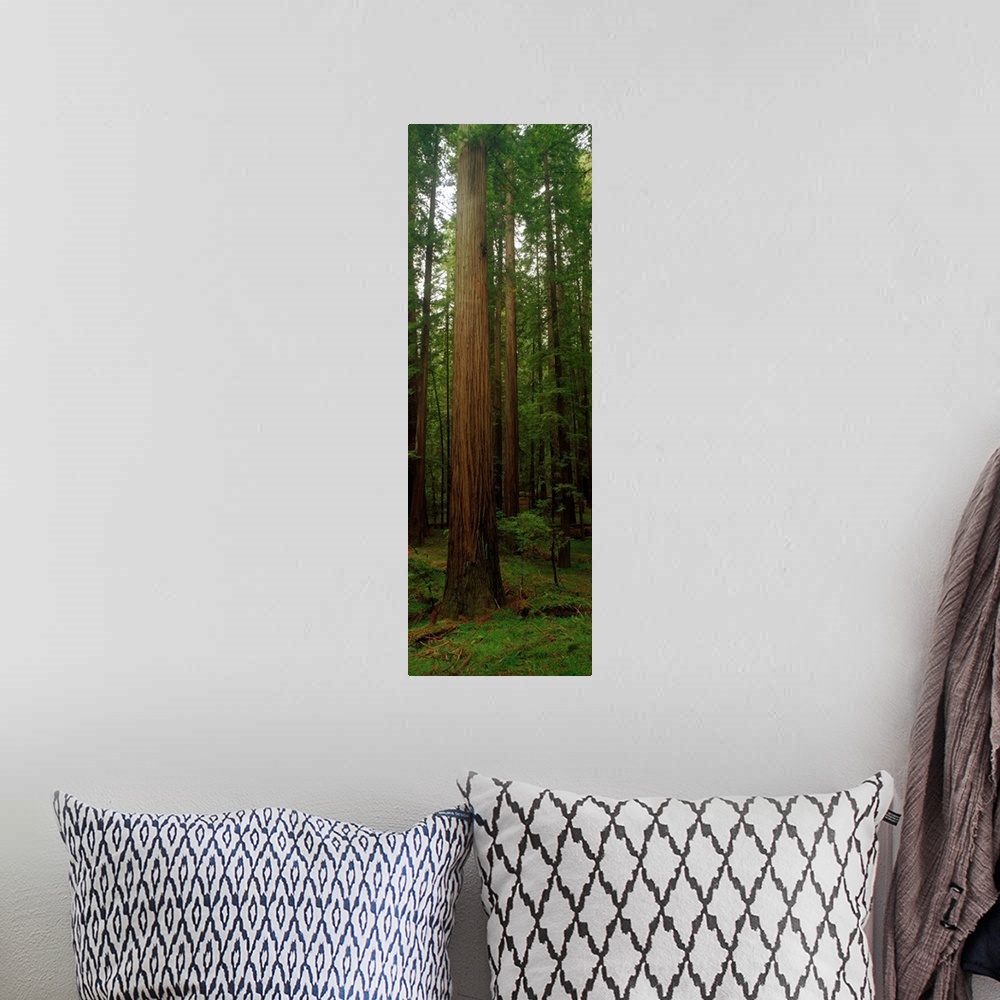 A bohemian room featuring Vertical photograph on a big canvas of tall redwood trees surrounded by green foliage in the Gian...