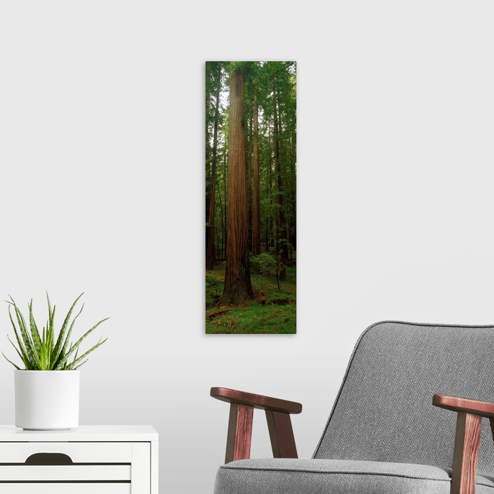 A modern room featuring Vertical photograph on a big canvas of tall redwood trees surrounded by green foliage in the Gian...