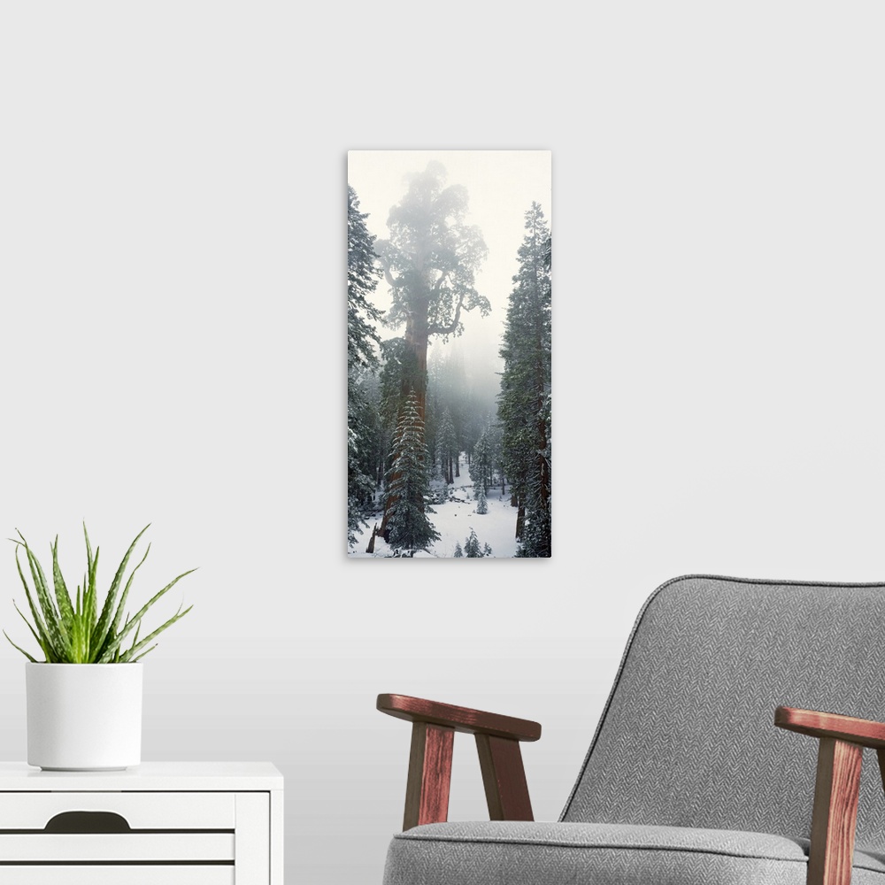A modern room featuring Giant Sequoia Sequoia National Park CA