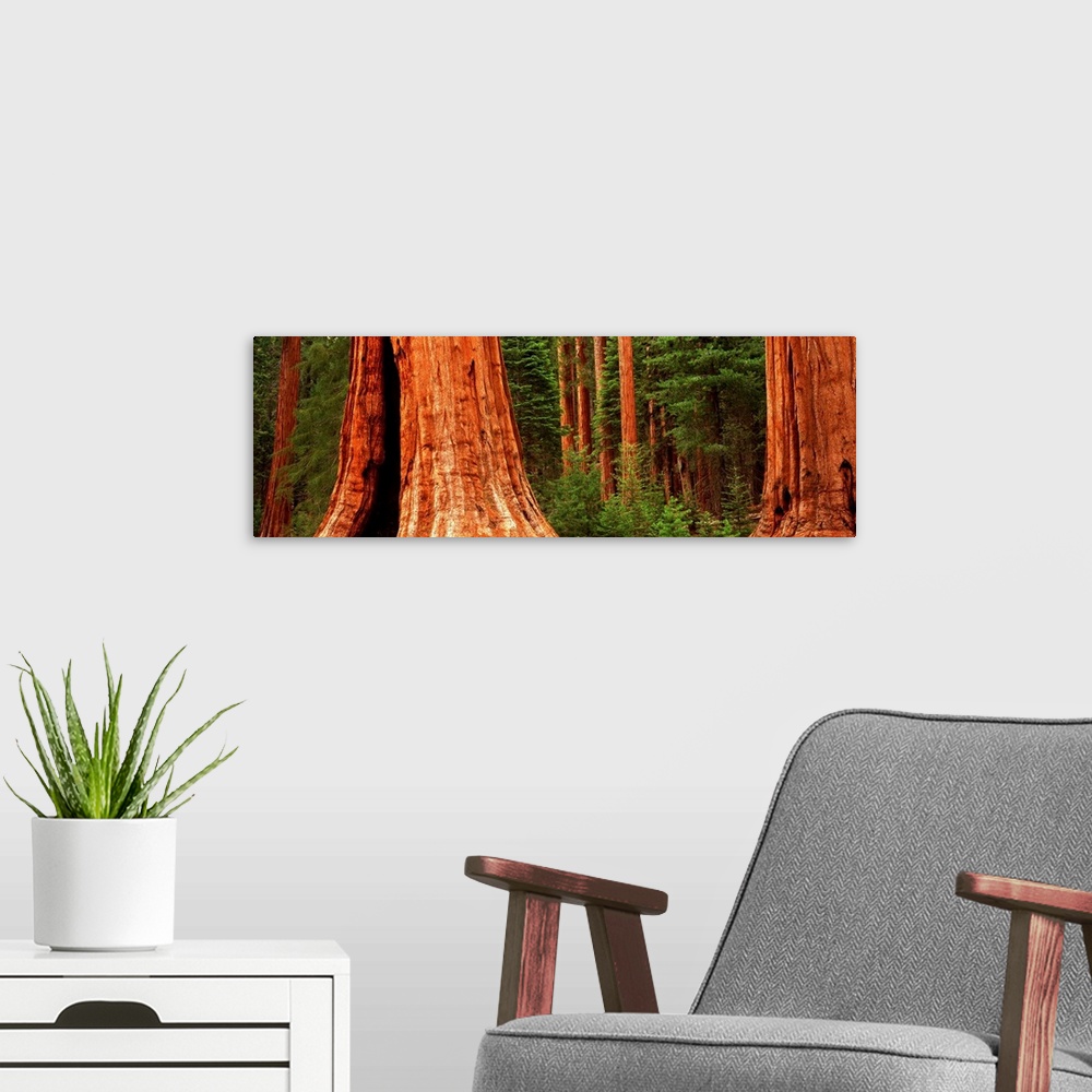 A modern room featuring Giant sequoia trees in a forest, California