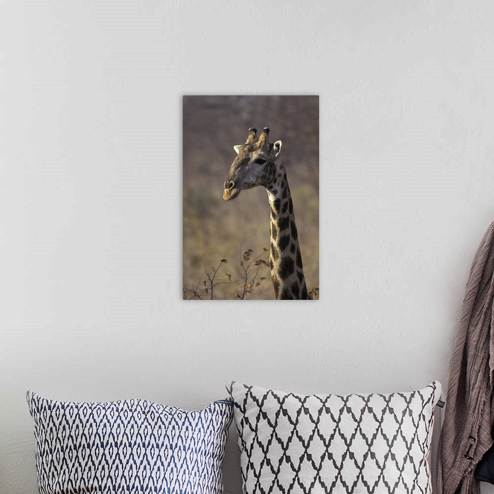 A bohemian room featuring Giraffe in Zimbabwe