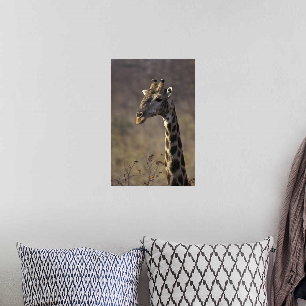 A bohemian room featuring Giraffe in Zimbabwe