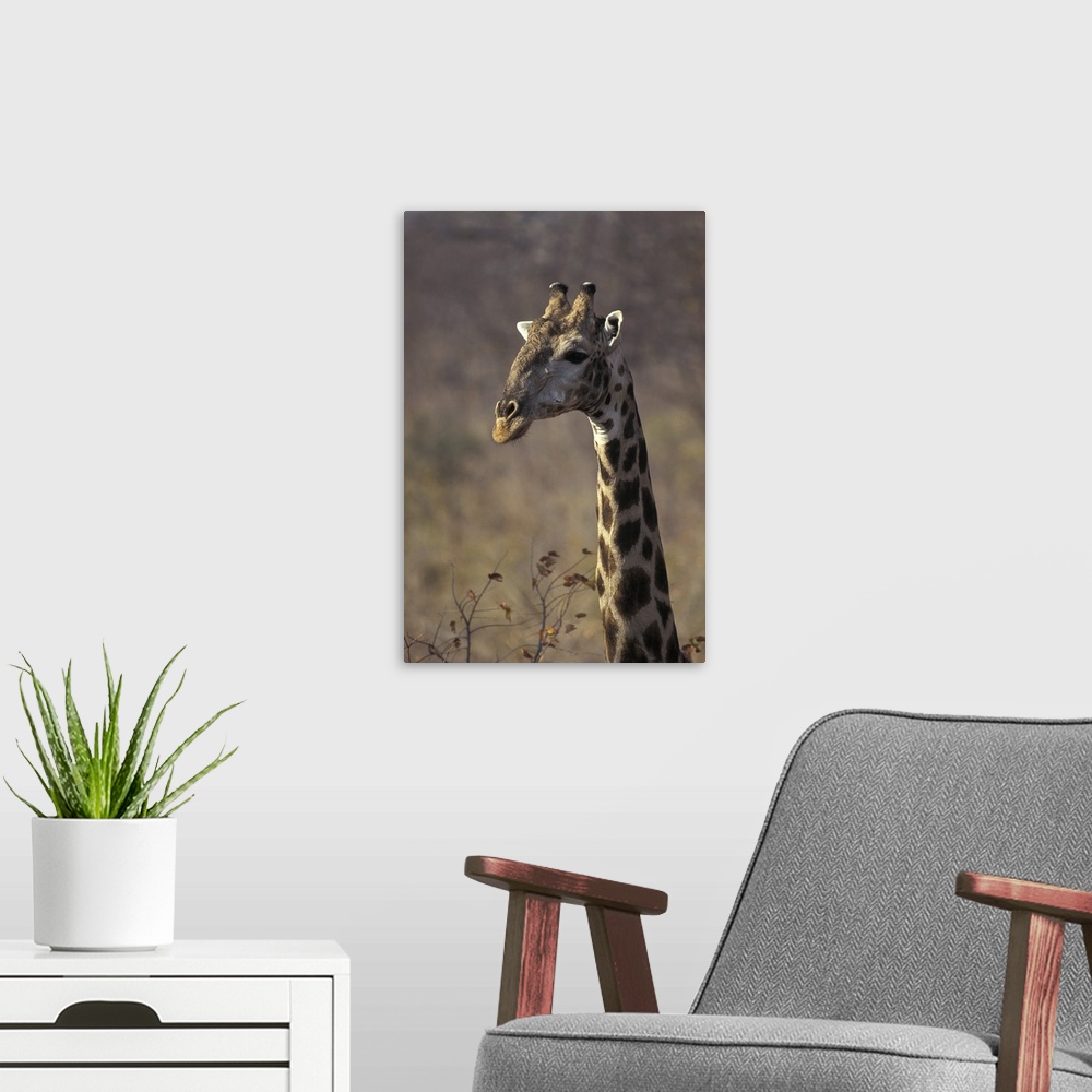 A modern room featuring Giraffe in Zimbabwe